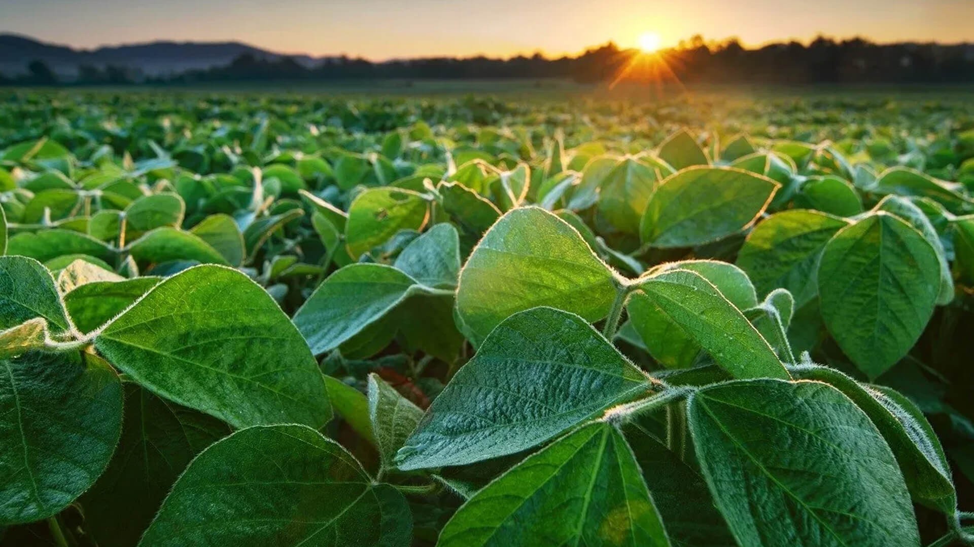 Herbicidas para soja: Manejo certeiro sem prejudicar a lavoura - Blog da  Aegro