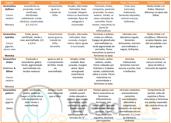 Identificação de espécies de caruru 