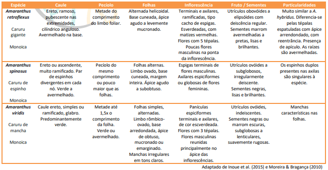 Identificação de espécies de caruru 