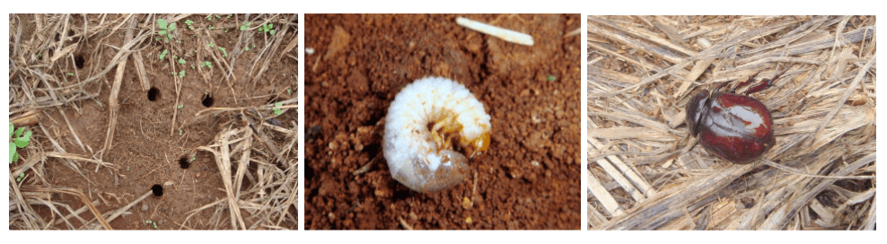 Imagem dos orifícios de entrada do coró-do-milho e, em seguida, a foto da  larva e do adulto