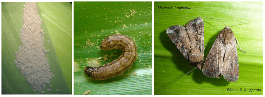 Ovos, lagarta e mariposas fêmea e macho de Spodoptera frugiperda, principal praga da cultura do milho 