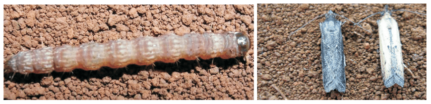 Aspecto da lagarta elasmo e adultos (fêmea e macho respectivamente) 