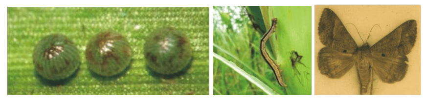 Aspecto visual da lagarta militar em diferentes fases do ciclo de vida: ovo, lagarta de mariposa 