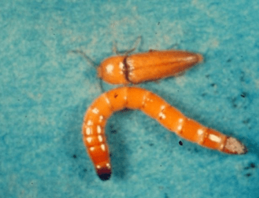 Aspecto da larva e do adulto de Agriotes sp., que pode causar danos em sementes de milho durante a germinação e posteriormente às raízes 