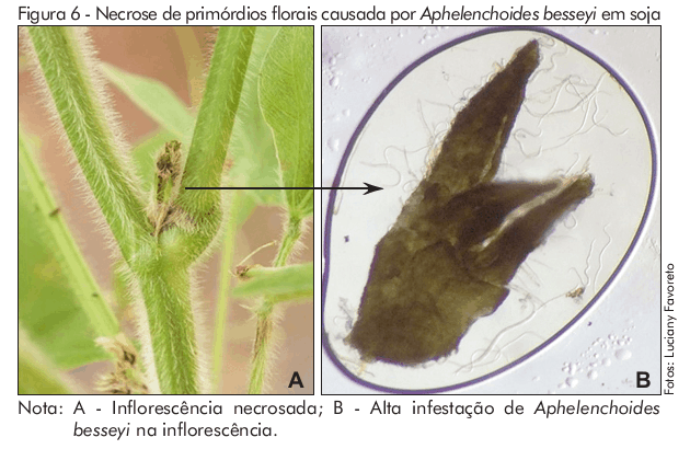 Inflorescência necrosada por Aphelenchoides besseyi, o nematoide da haste verde, que causa “Soja Louca II” 