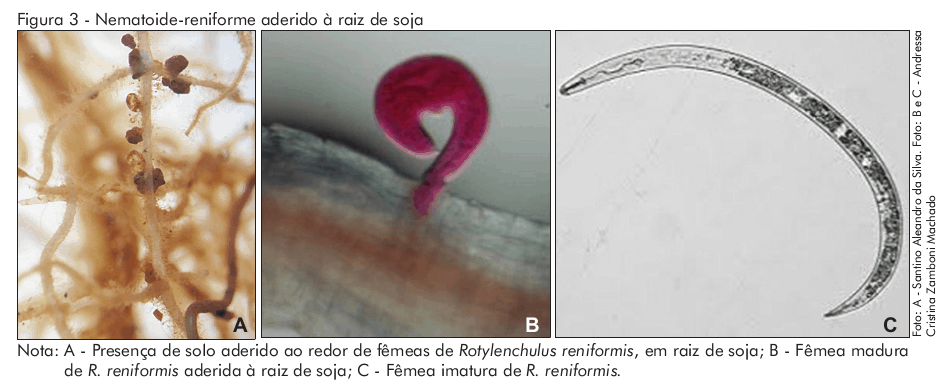 nematoide-reniforme (Rotylenchulus reniformis) na soja