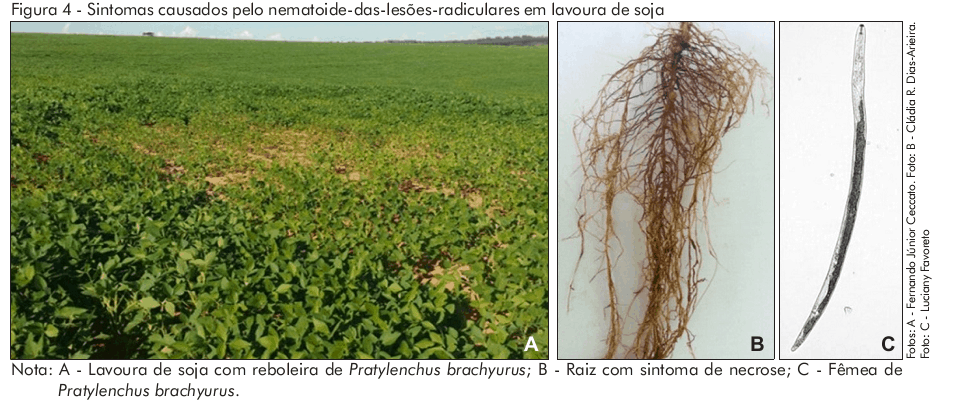 soja com nematoide-das-lesões-radiculares (Pratylenchus brachyurus)