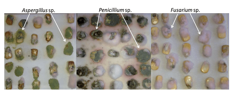 Milho infectado por diferentes fungos causando grãos ardidos e mofados