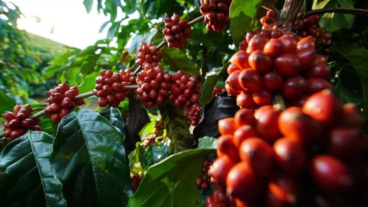 Grãos secos de café arábica (coffea arábica) e conilon (coffea