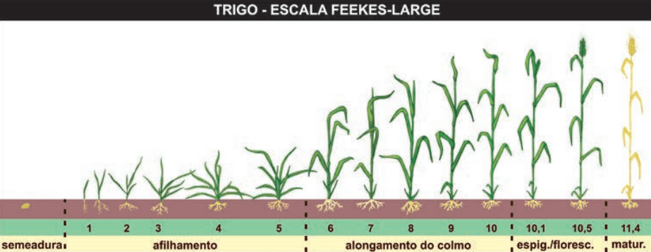 Plantio de trigo - fenologia das plantas