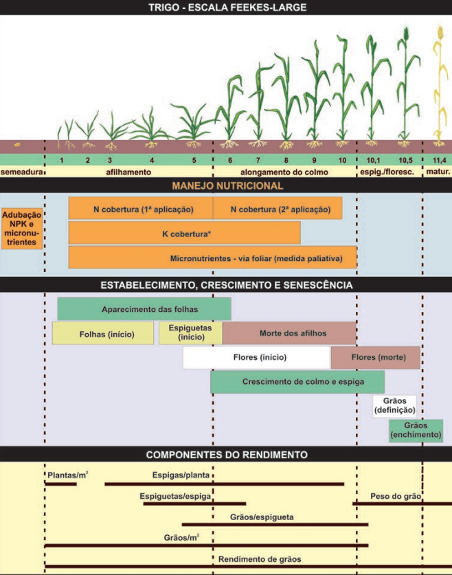 plantio de trigo, fenologia, manejo nutricional e componentes do rendimento da cultura